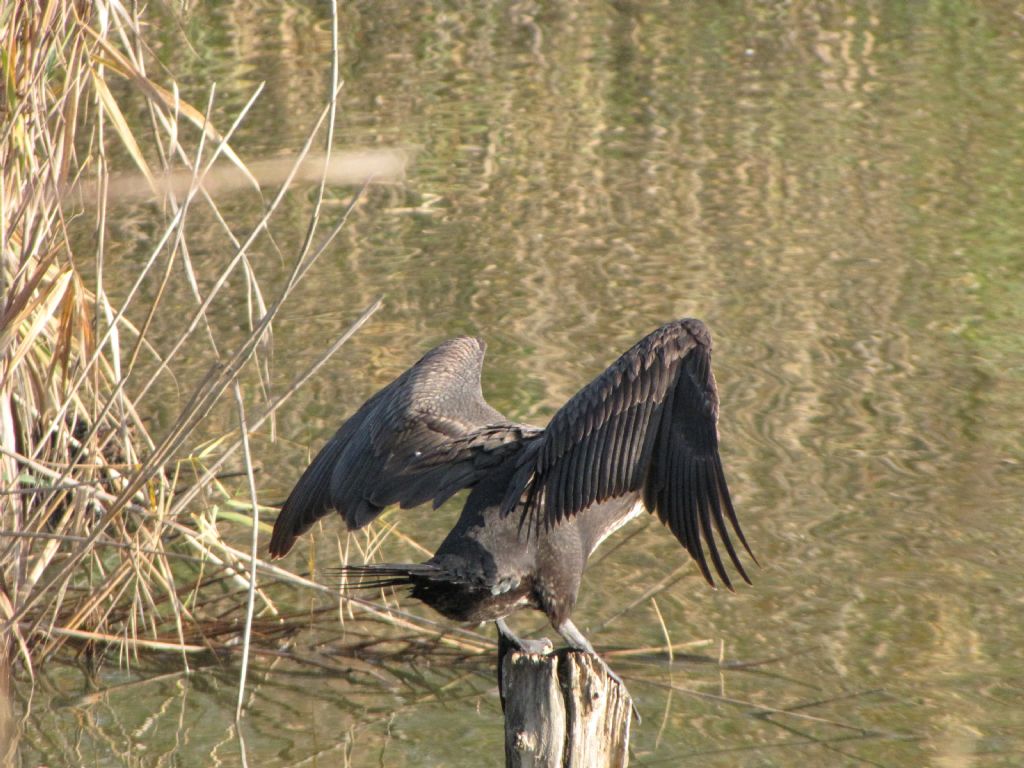 Giovane cormorano